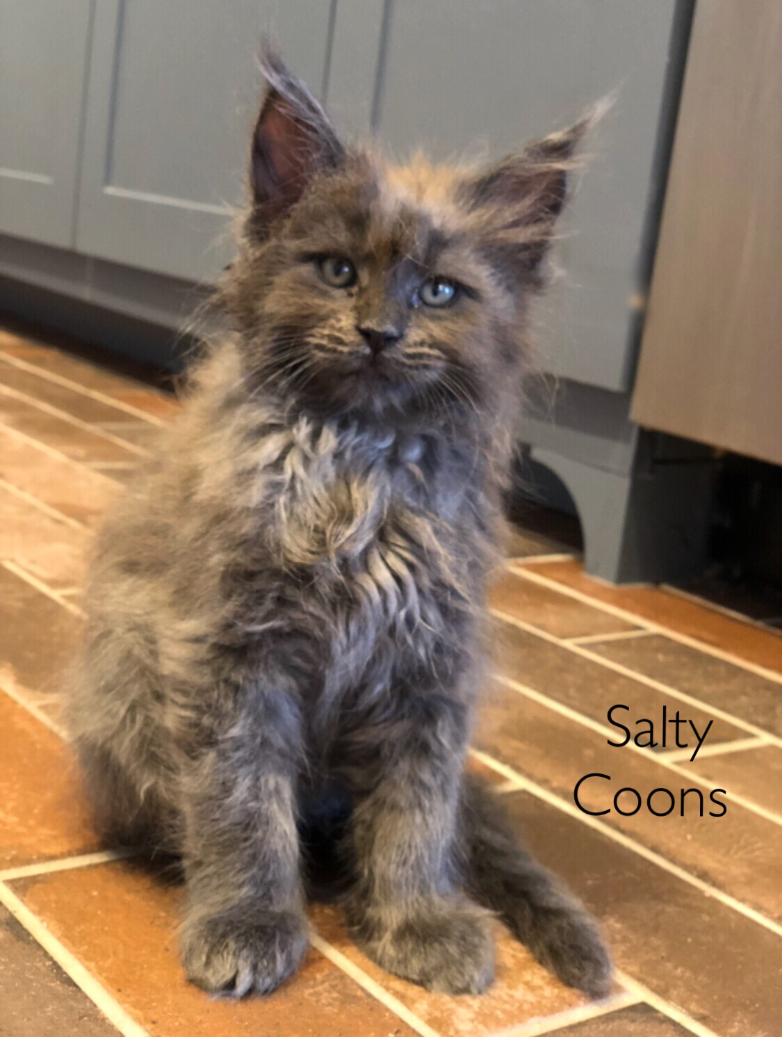 blue silver maine coon kittens for sale