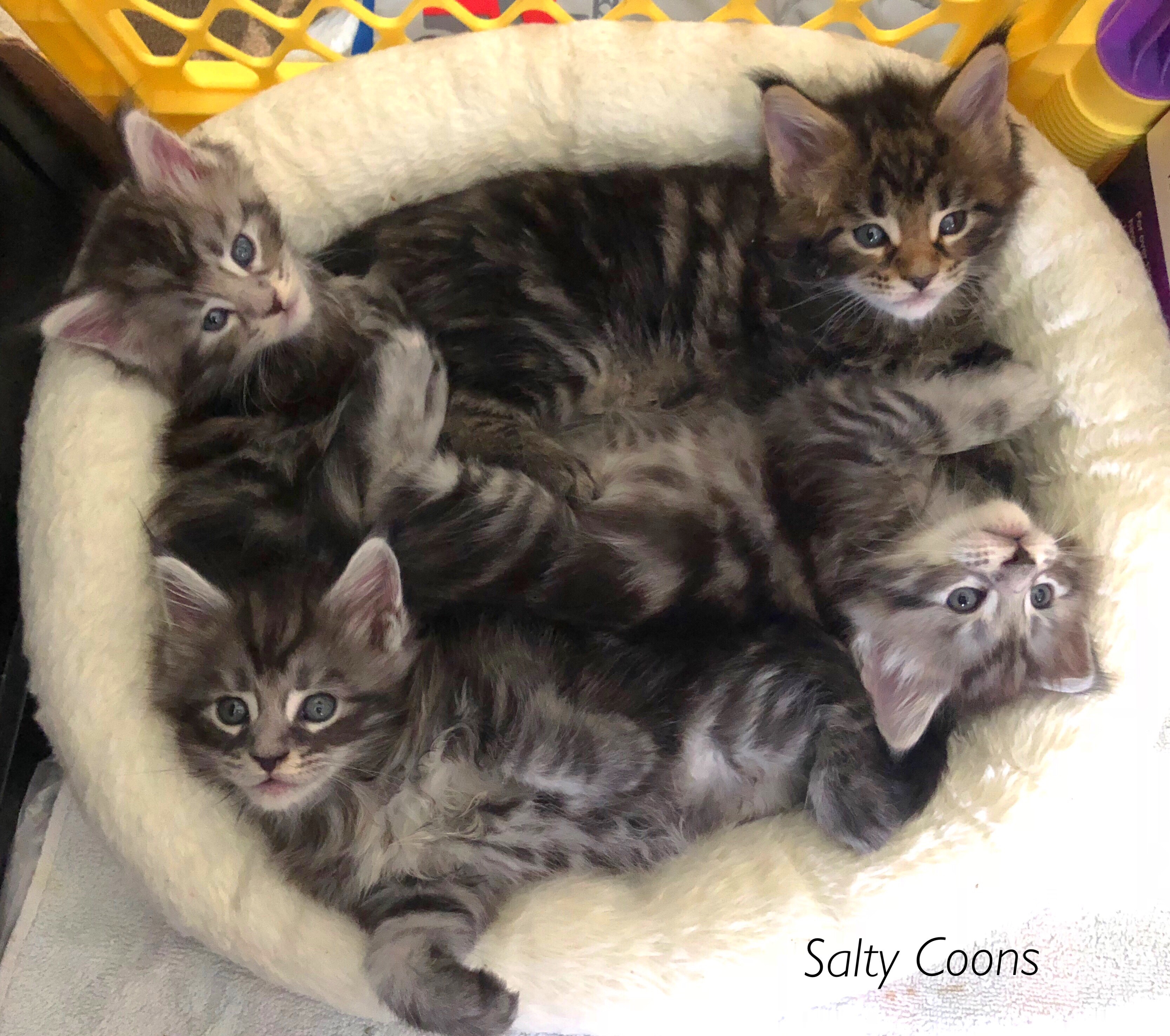 36 Best Pictures Maine Coon Kittens Tampa Florida - Do You Love Maine Coons And Ragdolls New Breed Combines The Colors And Best Qualities Of Both Off Maine Coon Colors For Sale In Tampa Florida Classified Americanlisted Com