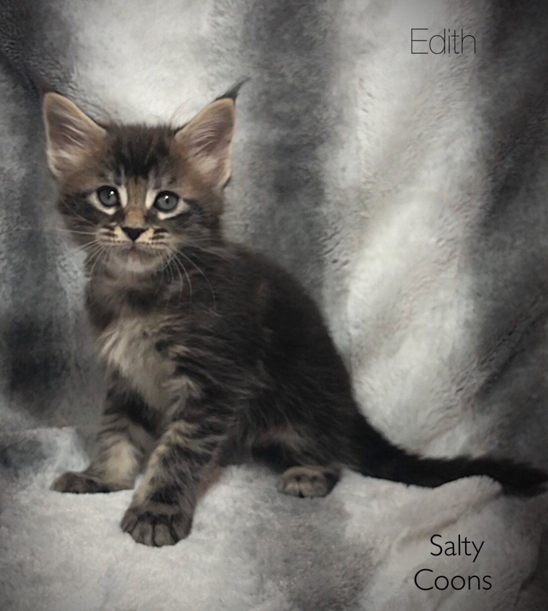 51 Best Pictures Maine Coon Kittens Tampa Florida Maine Coon Cats For