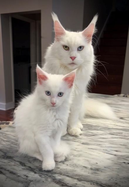 Maine Coon Kittens For Sale