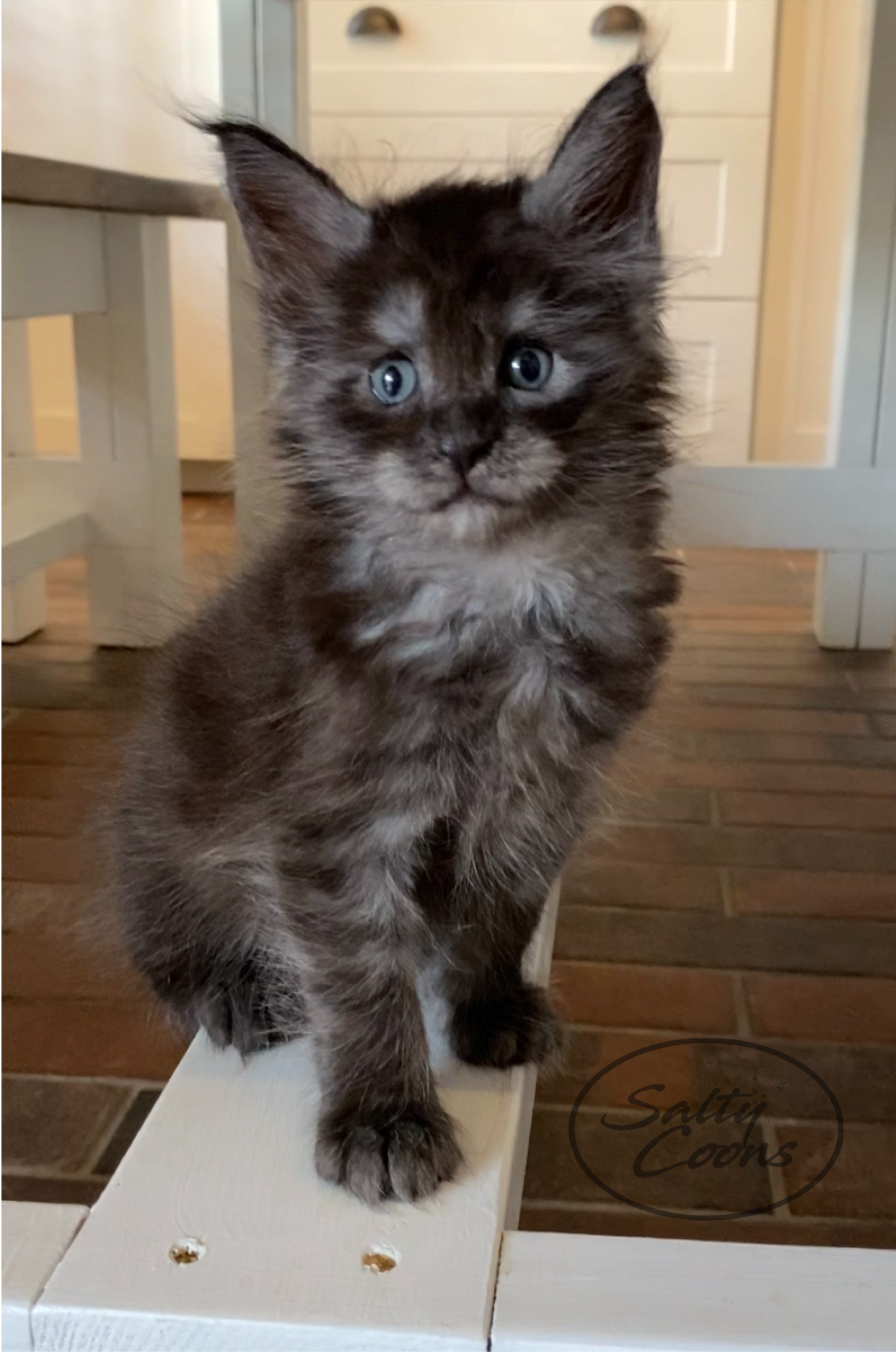 Maine Coon Kittens for Sale - Dark Paws Maine Coon Kittens