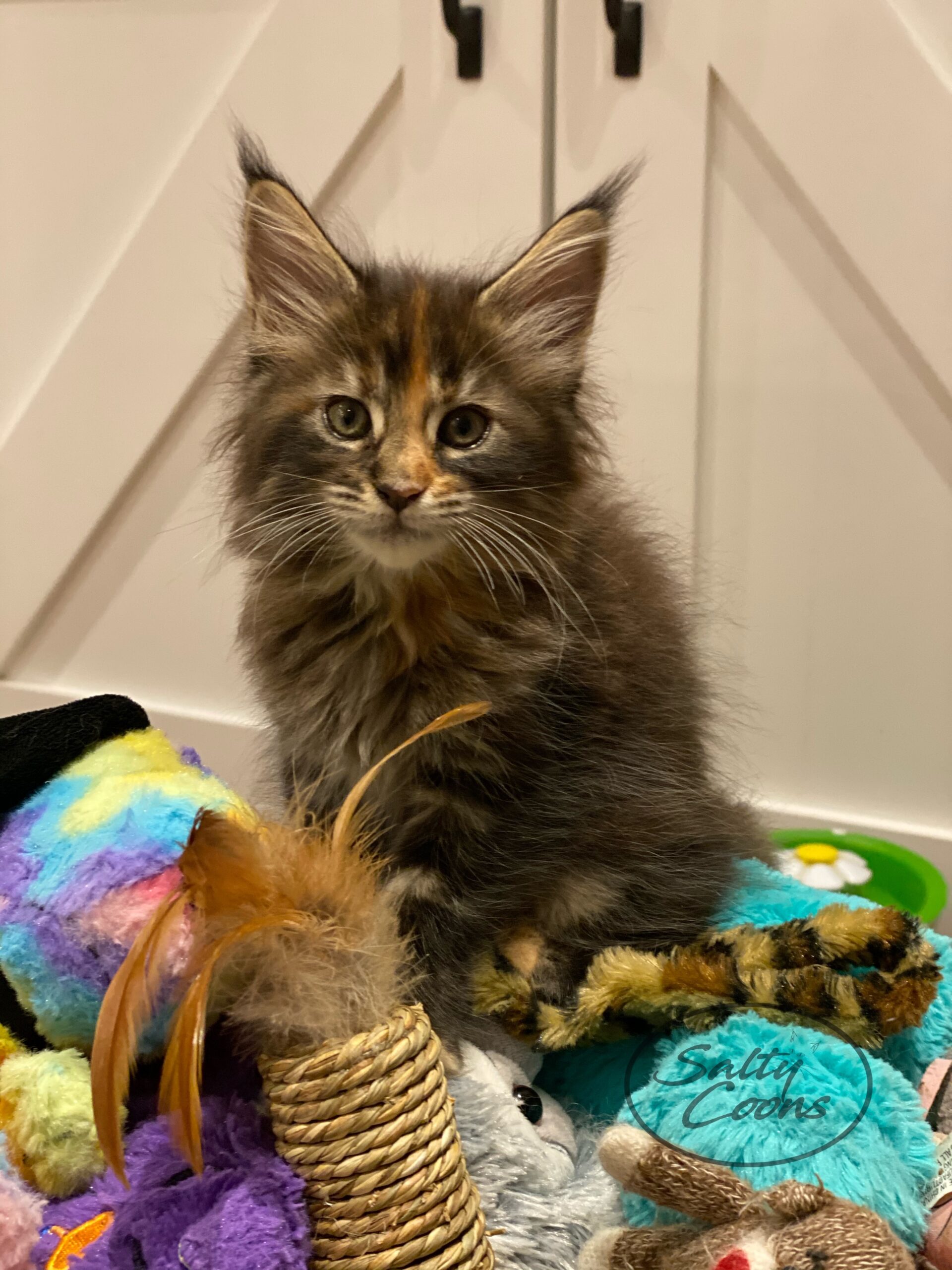 Maine Coon Cats for Sale - Salty Coons - 20 Years of Experience