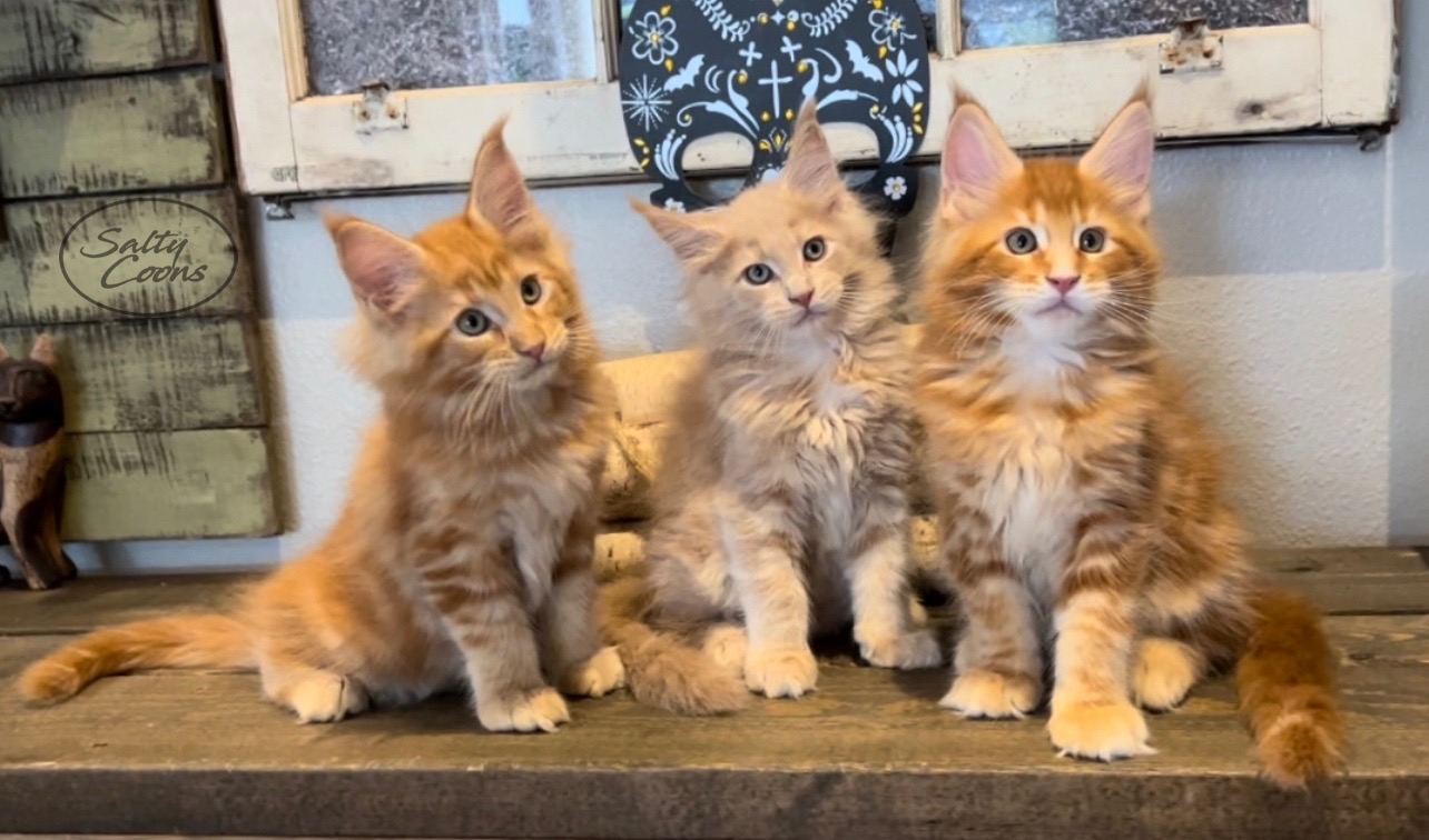 Maine Coon Kittens for Sale - Dark Paws Maine Coon Kittens