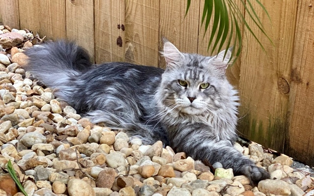 Maine Coon Studs