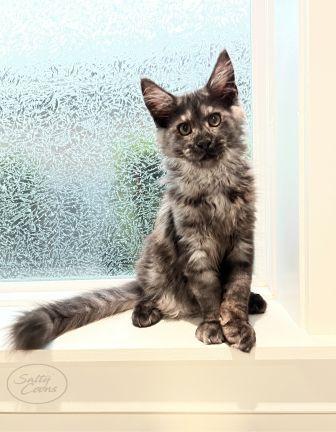 Maine Coon Kittens