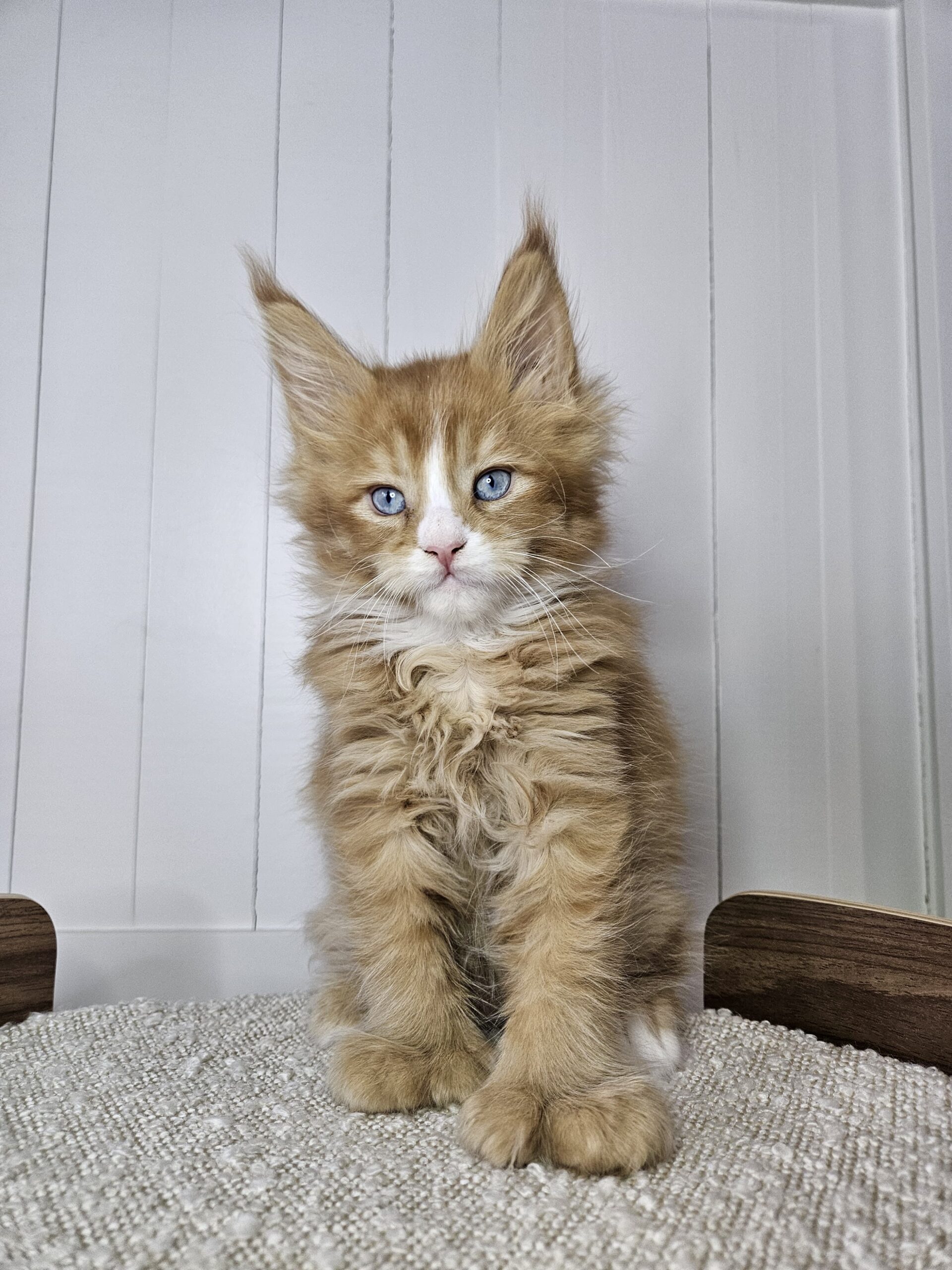 Our "I Sea Blue"     Dominant Blue-Eyed Maine Coons