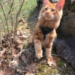 Dexter, From The D Litter