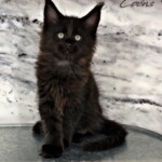 Drake, Big, Bad, and Black