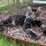 Dash, Brown Classic Tabby, D Litter