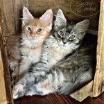 Fiona and Fanny, Red and Blue