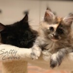 Delilah and Florence