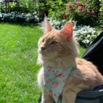 Fisher, Cream, F Litter