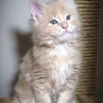 Fisher, a Cream Living the Dream! Fisher, a Cream Living the Dream!