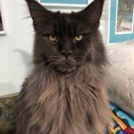 Carlos, Solid Blue, C Litter