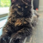 Litter I, daughter of Zena & Diesel (sold)