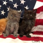 Maine Coon Kittens - Carlos & Cedrick Maine Coon Kittens - Carlos & Cedrick
