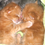 Maine Coon Kittens - Red Boys Maine Coon Kittens- Red Boys