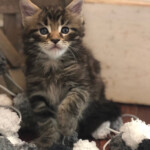 Maine Coon Kittens Maine Coon Kittens