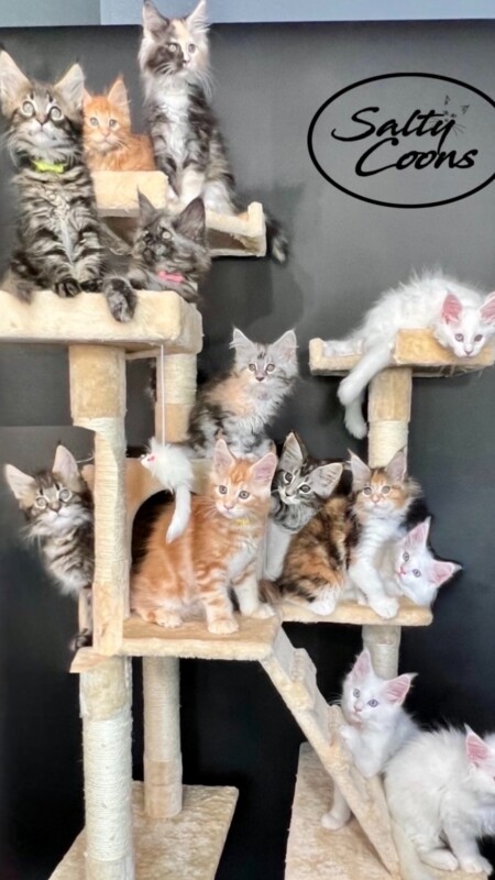 This Group is 2 litters! Nalu had 9 kittens and Harriet had 4...So, Fab 14! Fab 14 Litter!