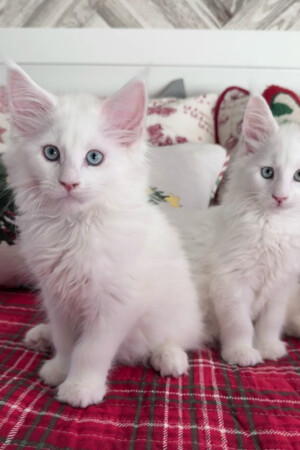 White Christmas White Christmas