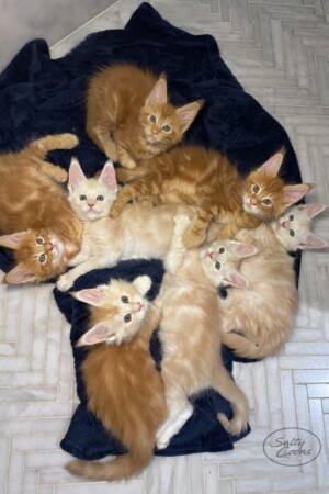 50 Shades of Red 50 Shades of Red