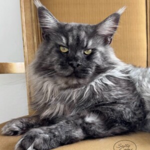 Titan is our Stunning Black Smoke Stud Titan