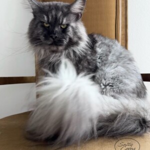 Titan is our Stunning Black Smoke Stud Titan