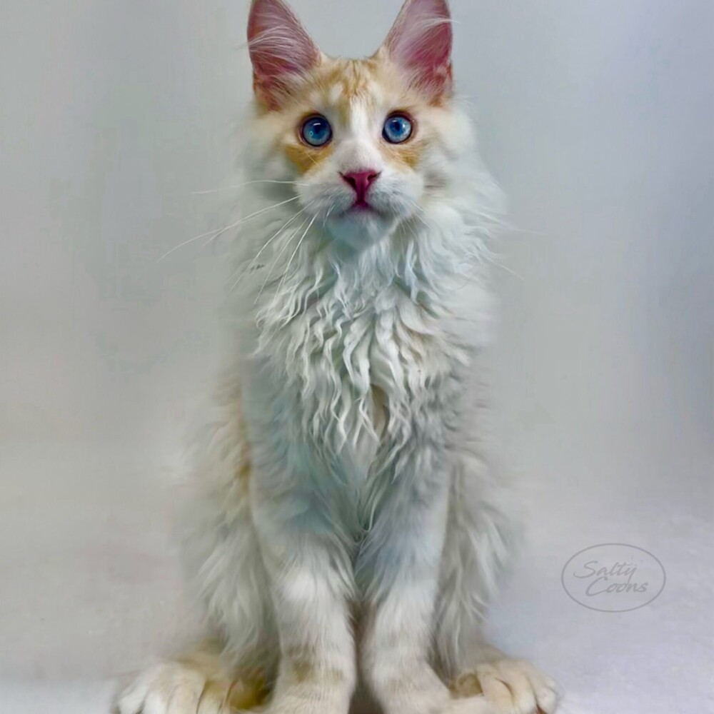 I Sea Blue - Cobalt I Sea Blue - Cobalt