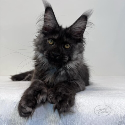 Raven Black Smoke Polydactyl Raven