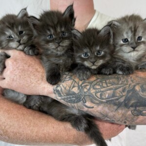 These kittens are 4 weeks old and Fabulous! Ivy had 10 kittens her first litter! Salty Smoke Show