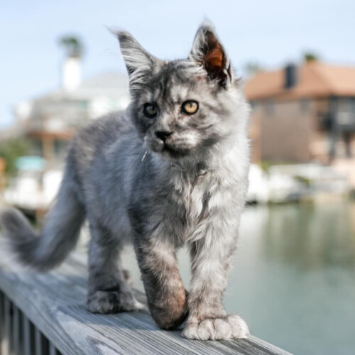 Walter is one of our kittens from Ivy & Titan. Isn't he Gorgeous?!? Walter