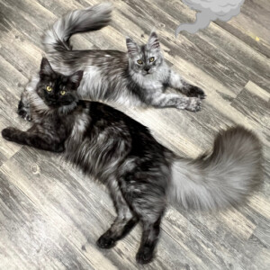 Ivy & Titan Ivy & Titan