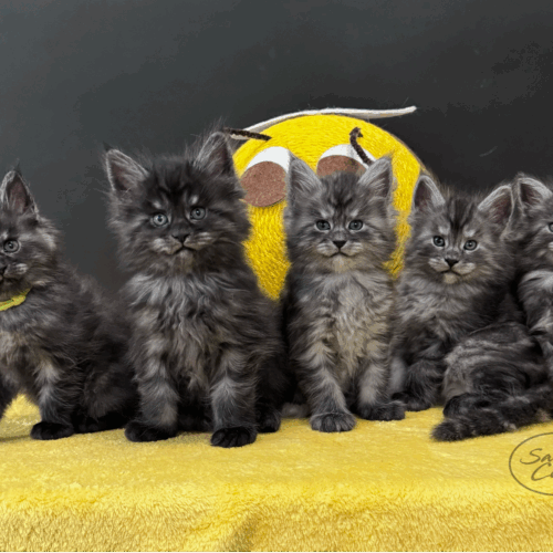 Black Smokes Black Smokes