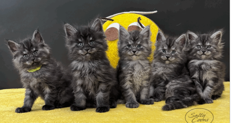 Black Smokes Black Smokes