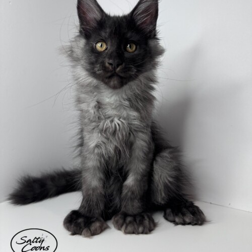 Black Smoke Poly Black Smoke Poly