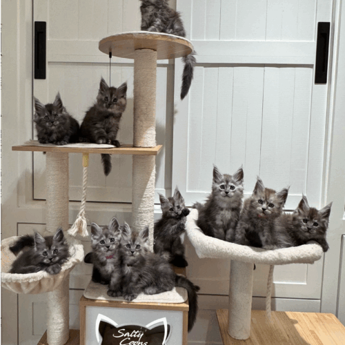 10 Amazing Black Smoke Kittens... All the Same Litter! Salty Smoke Show