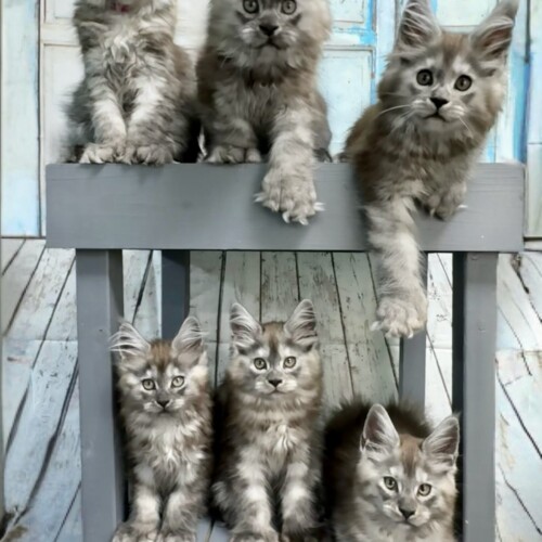 Black Smoke Polys Black Smoke Polys