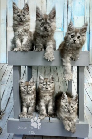 Black Smoke Polys Black Smoke Polys