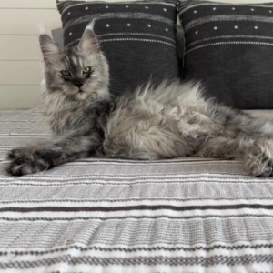 Ivy - Maine Coon