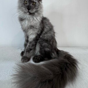 Janet - Maine Coon