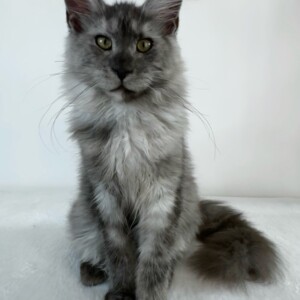 Janet - Maine Coon