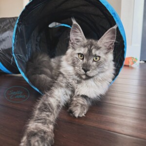 Janet - Maine Coon
