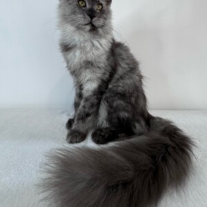 Janet - Maine Coon