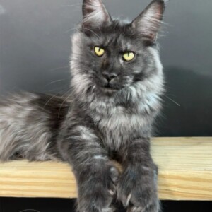 Raven Black Smoke Polydactyl I Sea Blue - Raven