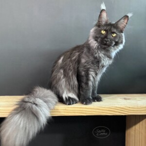 Raven - Maine Coon