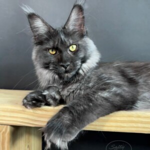Raven is our Black Smoke Beauty carrying the Blue Eyed Trait. Raven - Maine Coon