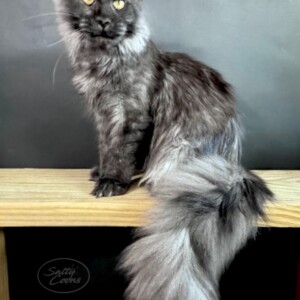 Raven - Maine Coon