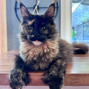 I Sea Blue - Willow I Sea Blue - Willow