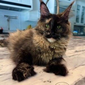 Willow is our Black Tortie that carries the Blue Eyed Trait! Willow - Maine Coon