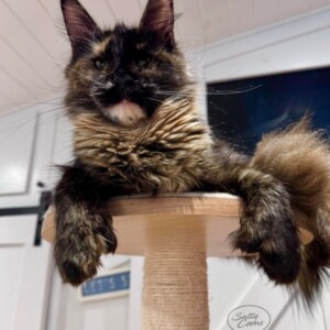 Willow, our lovely Black Smoke Tortie with polydactyl paws. Willow